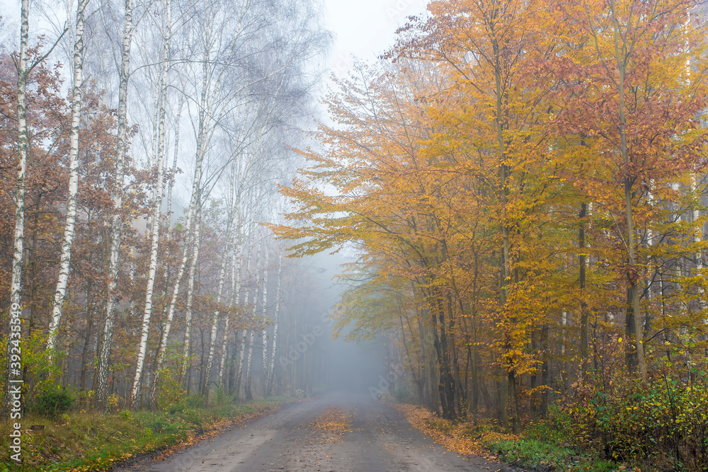 Autumnal dirt road in Kampinos National Park, Poland. The direction - Palmiry Museum. Foggy aura is covering the forest and gives a mystical mood to the shot.