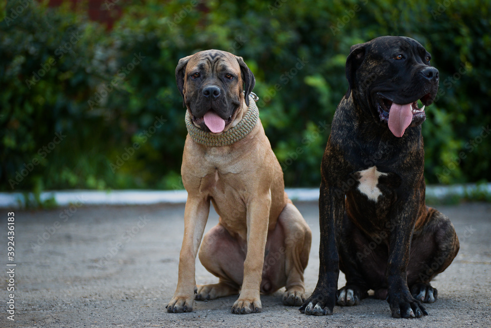 A pair of friendly lovebirds of the breed Kane-Corso are sitting in the park. Young dog brother and sister against the backdrop of greenery  