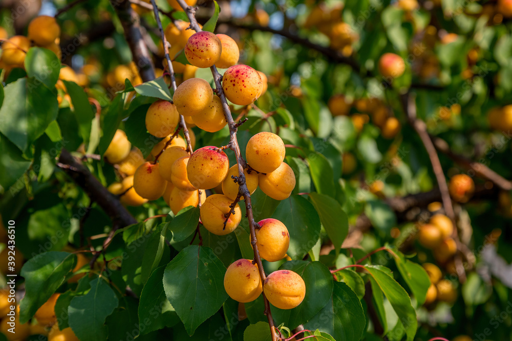 apricots on a tree