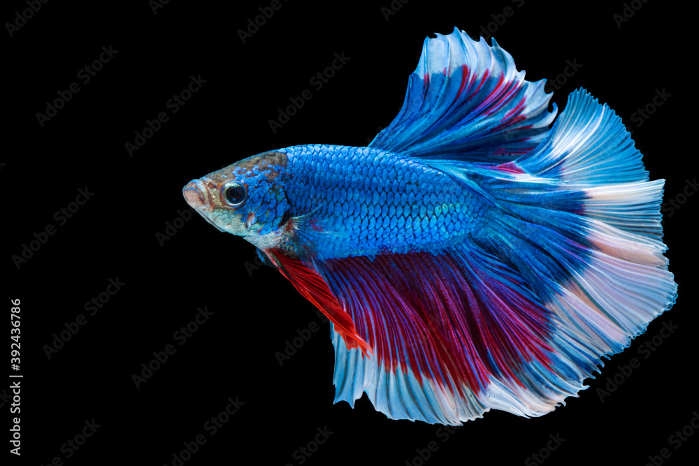 Rhythmic of betta splendens fighting fish over isolated black background. The moving moment beautiful of blue and red siamese betta fish with copy space.