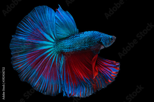 Rhythmic of betta splendens fighting fish over isolated black background. The moving moment beautiful of blue and red siamese betta fish with copy space.