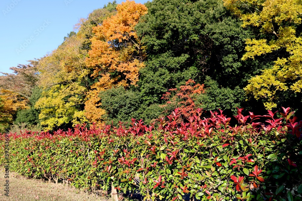 秋の彩り　紅葉　風景　