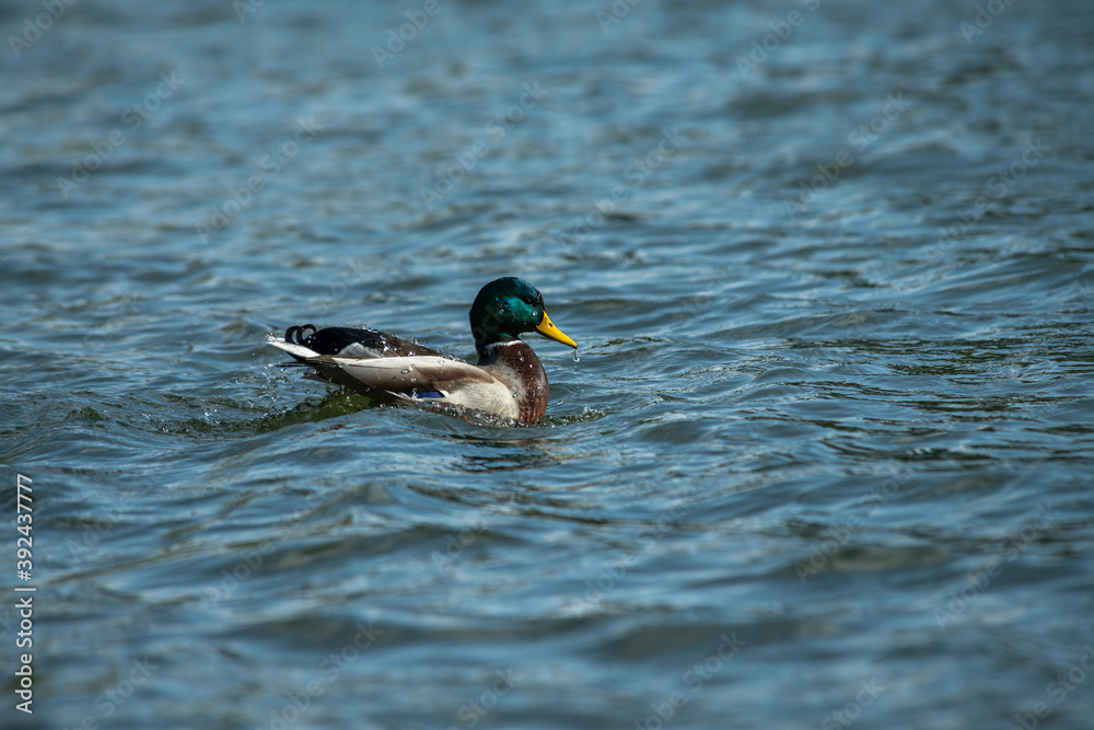 Nice young duck sweeming on spring lake water at sunny evening Nice young duck sweeming on spring lake water at sunny evening