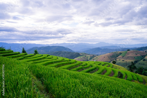 Rice field in the north of Thailand © Tanapakorn