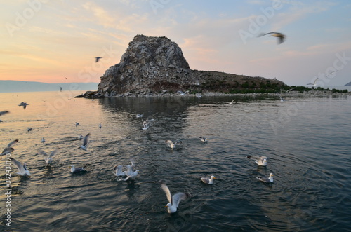 Seagulls flying above the Baikal's water