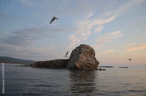 seagull flying over the Baikal