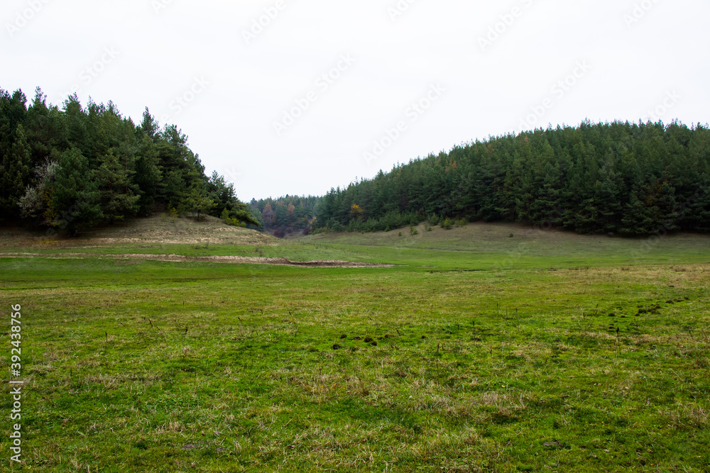 Obraz premium In the distance you can see a photo of a pine forest from a hill.Ukraine