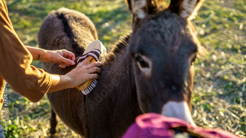 Chica joven andaluza ecuestre montando sobre caballo marron en un campo natural sin silla ni riendas en el sur de españa al atardecer feliz