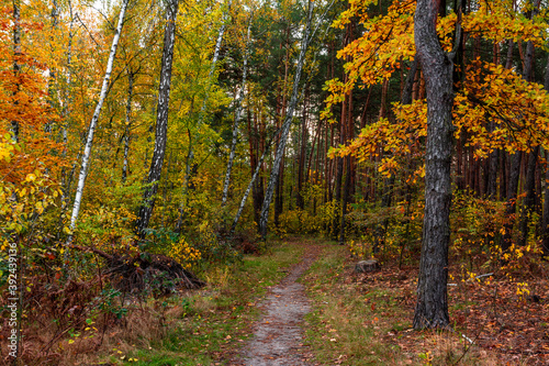 The forest is decorated with autumn colors. Hiking. Walk in the autumn forest.