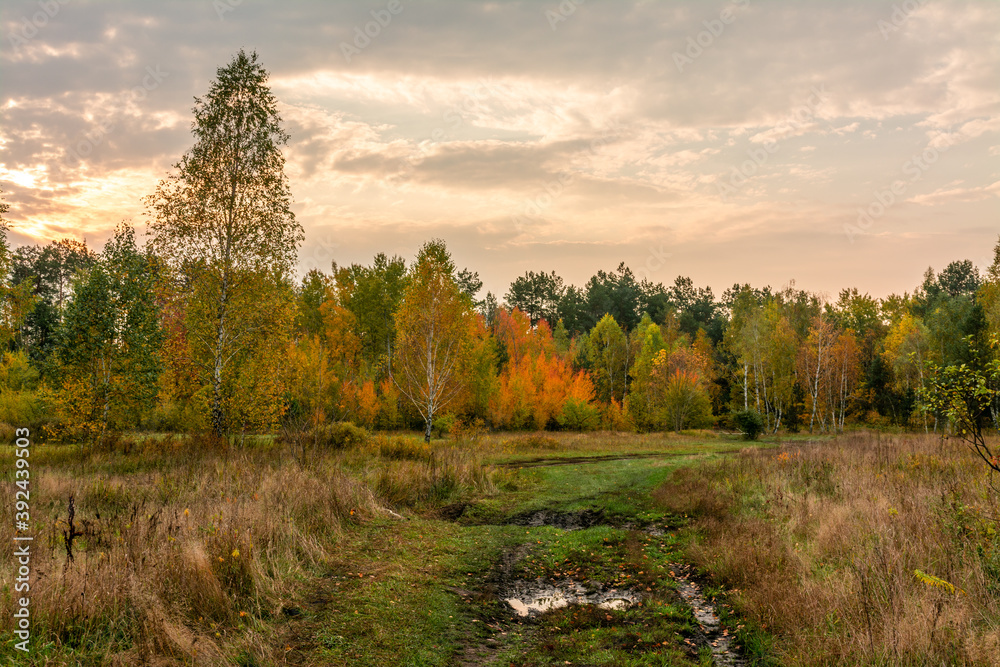 A scenic road that runs through meadows and along the forest. Puddles after rain. Countryside. Hiking.