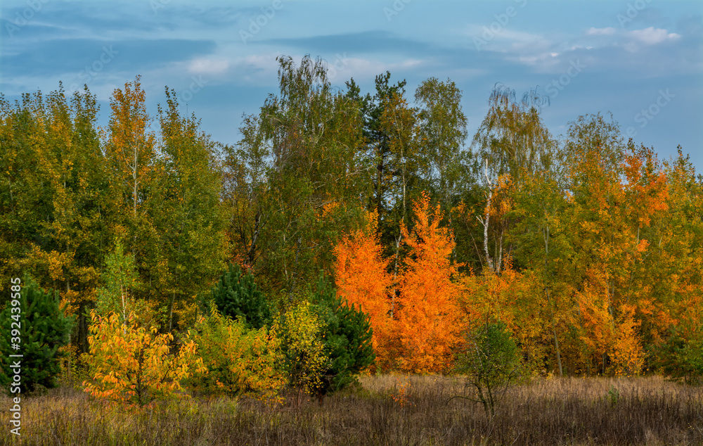 Fototapeta premium A scenic road that runs through meadows and along the forest. Countryside. Hiking.