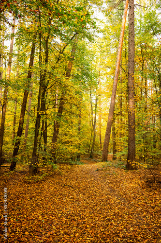 bunte B  ume tiefer Herbstwald  Hintergrund