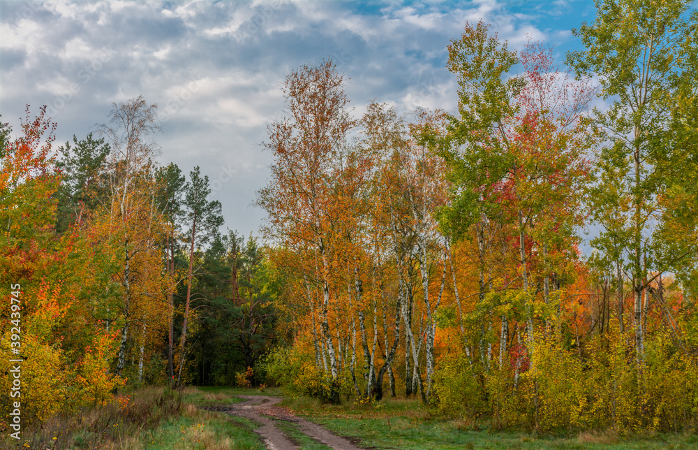 Fototapeta premium A scenic road that runs through meadows and along the forest. Countryside. Hiking.