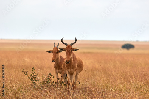 Two Coke's hartebeest in the Serengeti photo