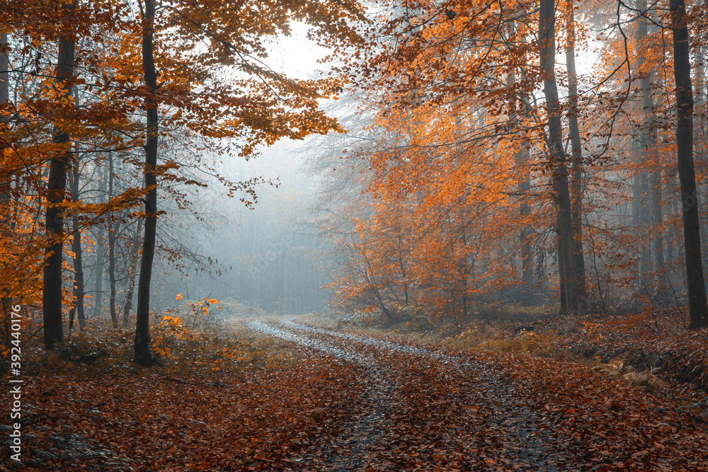 Foggy Autumn Forest Foggy Autumn Forest