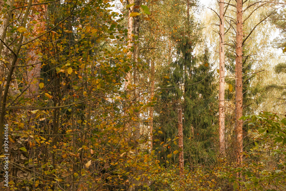 Fototapeta premium Forest in autumn. Pine trees. Birch trees.