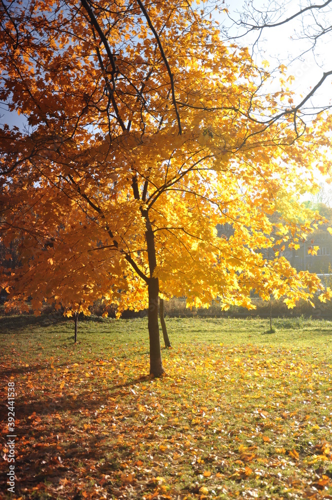 autumn maple alley illuminated by the sun autumn maple alley illuminated by the sun