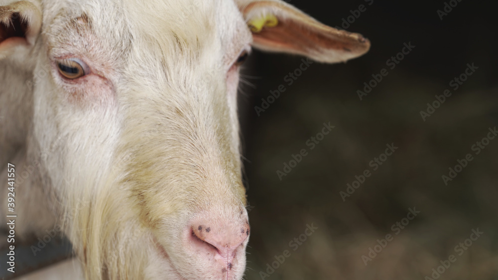 farm and household, ecological place and fresh air, pasture and stall for goats, goat cheese and milk, portraits of wild and tamed animals, flora and fauna, industrial development, cattle breeding farm and household, ecological place and fresh air, pasture and stall for goats, goat cheese and milk, portraits of wild and tamed animals, flora and fauna, industrial development, cattle breeding