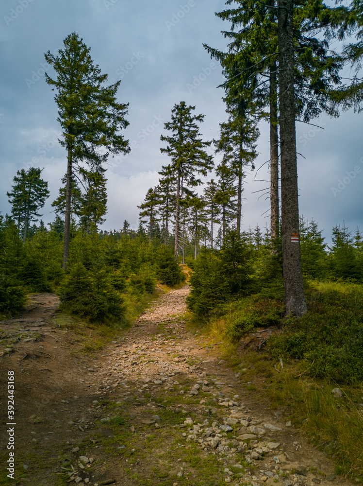 Long stony pathway in Owl Mountains between bushes and trees Long stony pathway in Owl Mountains between bushes and trees