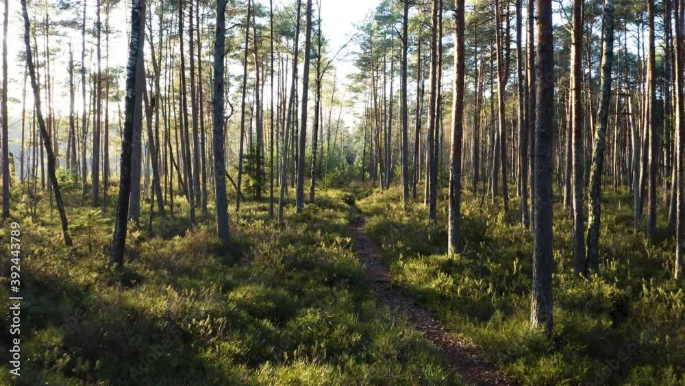 Drone shot flying on autumn pine tree forest. Slow flight in forest on fall season.
Drone shot flying on autumn pine tree forest. Slow flight in forest on fall season.