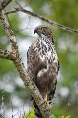 Wildlife From Wipattu