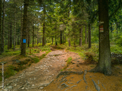 Long stony pathway in Owl Mountains between bushes and trees  with signs on trees photo