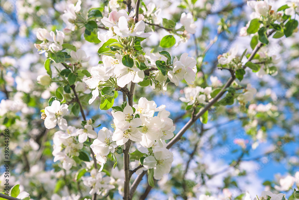 Beautiful apple blossom background. Sunny day, blue sky. Selective focus