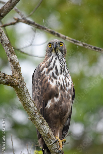 Wildlife From Wipattu
