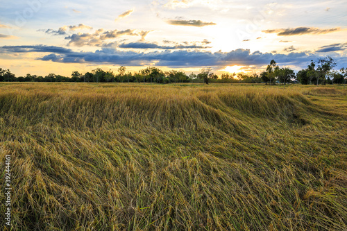 Rice field view with yellow rice, behind the scenes with the setting sun to set.