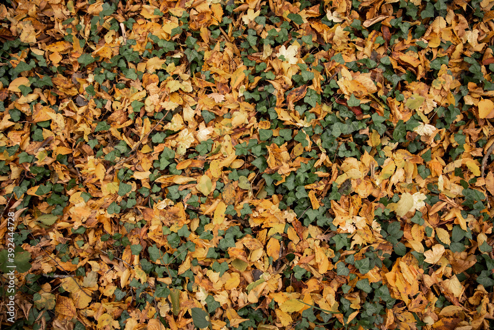 tapis de feuilles automnal tapis de feuilles automnal