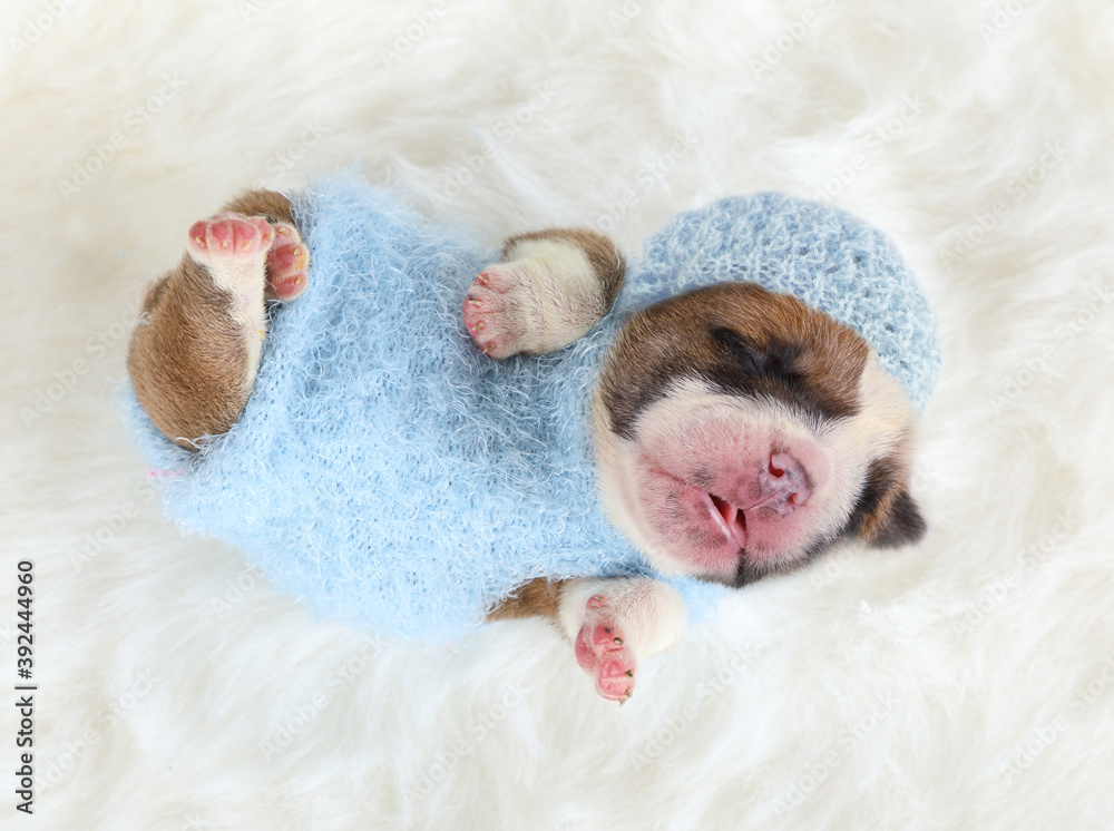 Small newborn English bulldog puppy sleeping on a fur carpet Small newborn English bulldog puppy sleeping on a fur carpet