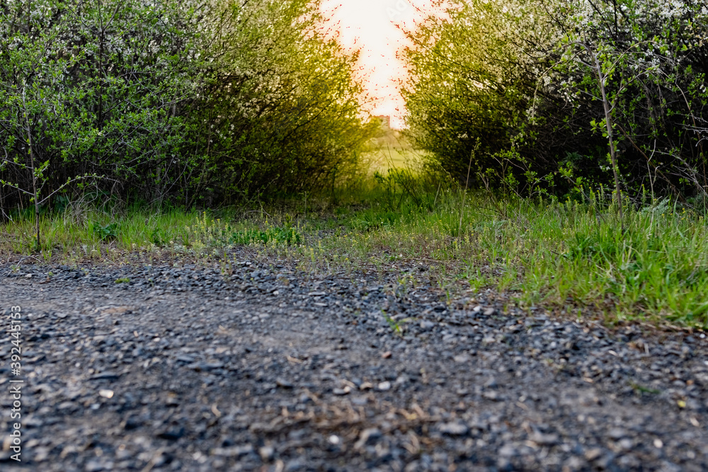 An alley and path among green vegetation, grass and trees with shrubs and part of the road ennobled and fenced with flowers for walking and running in parks and forests in nature in the fresh air An alley and path among green vegetation, grass and trees with shrubs and part of the road ennobled and fenced with flowers for walking and running in parks and forests in nature in the fresh air