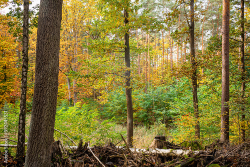 bunte Bäume im Herbstwald, Hintergrund