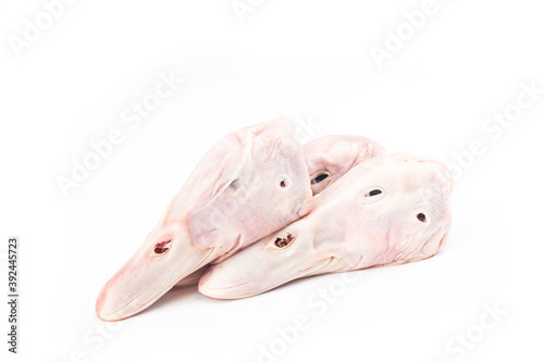 Fresh duck head on top of white background