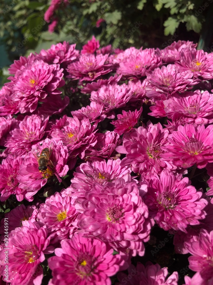 pink flowers pink flowers