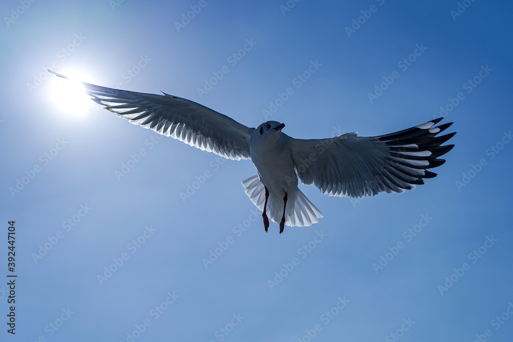 Fototapeta premium seagull in flight