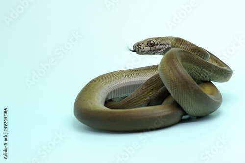 A Papuan Olive Python (Apodora papuana) is showing aggressive behavior. photo