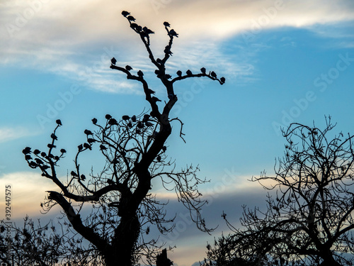 Pigeons roosting on the bare branches of an ancient tree at dusk in silhouette with a dramatic cloudy blue sky