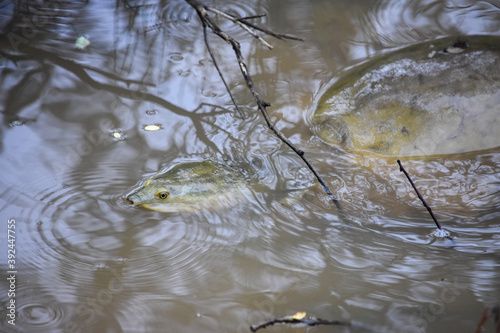 Wildlife From Wipattu