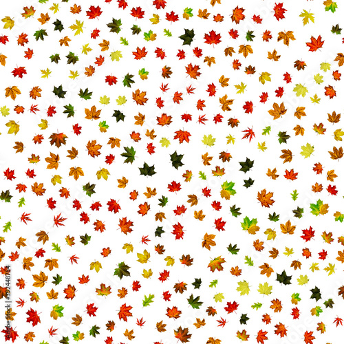 Maple leaf isolated. Autumn yellow red, orange leaf isolated on white. Colorful maple foliage. Season leaves fall on seamless pattern background.