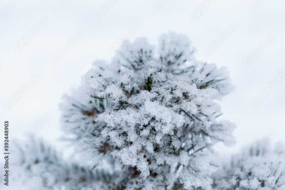 Snow covered fir tree branch in winter Snow covered fir tree branch in winter