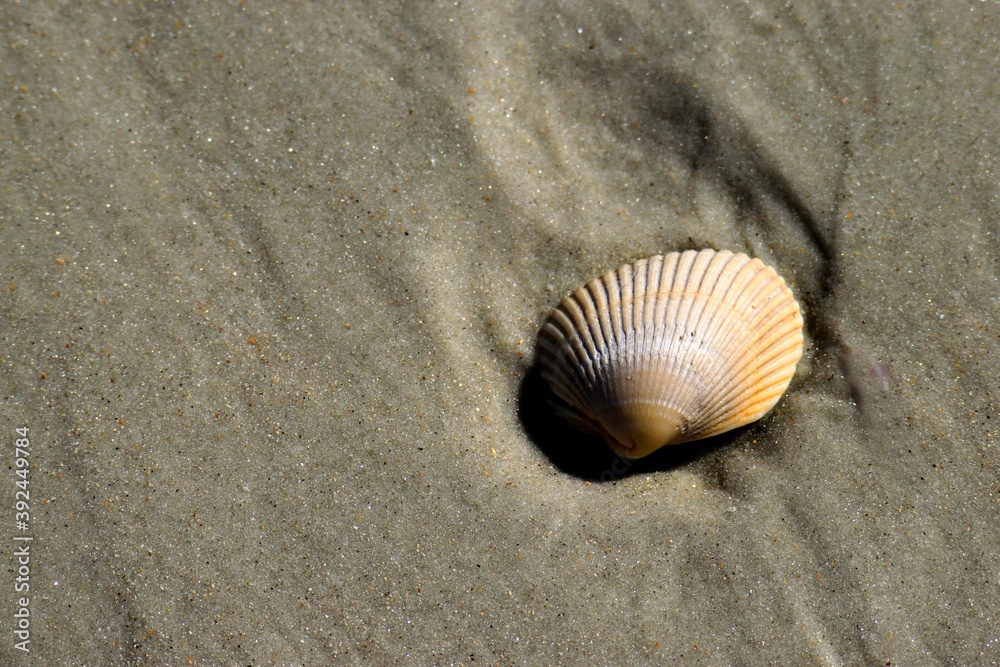 One shell at the ocean beach St. Augustine, Florida One shell at the ocean beach St. Augustine, Florida