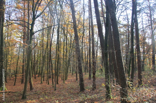 Wald im Herbst © bestfoto95
