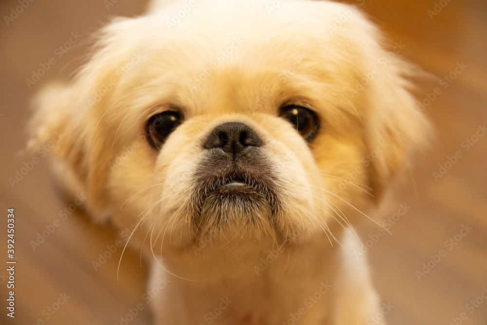 愛犬の思い 愛犬の思い