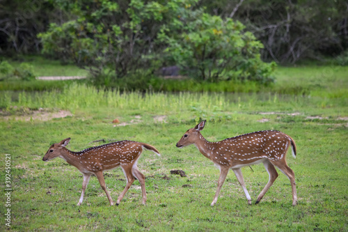 Wildlife From Wipattu