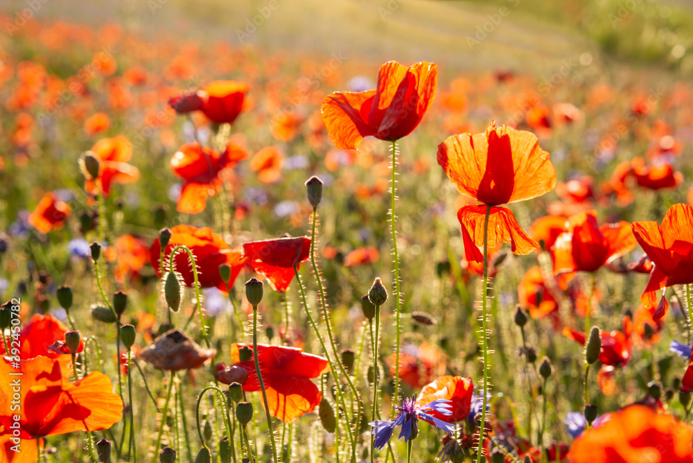Obraz premium Poppies and other summer wild flowers field in sunlight