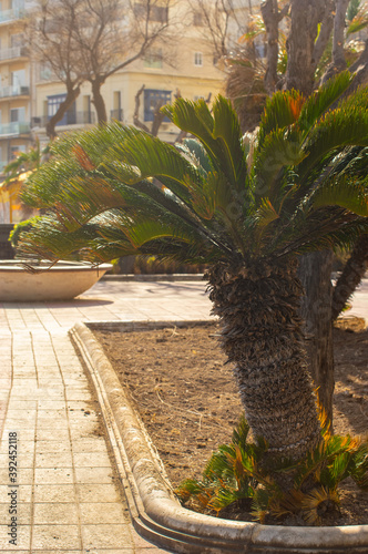 Holiday on Malta island. Beautiful palm tree at the city street. Sliema, Malta. Selective focus