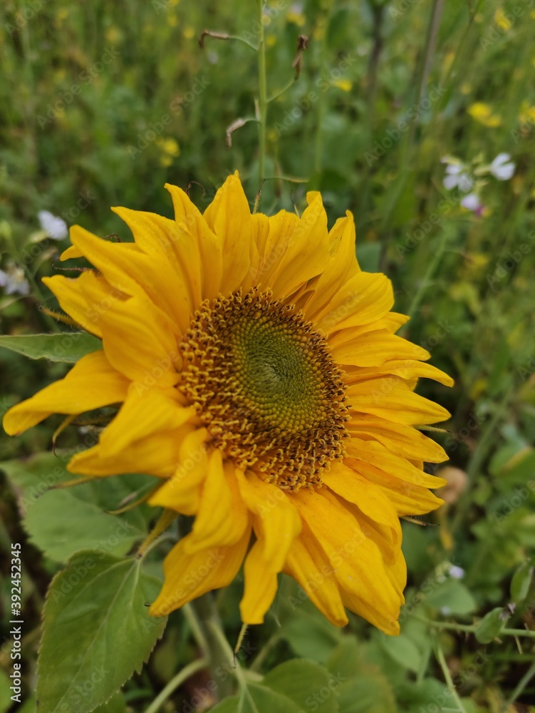 sunflower in a field sunflower in a field