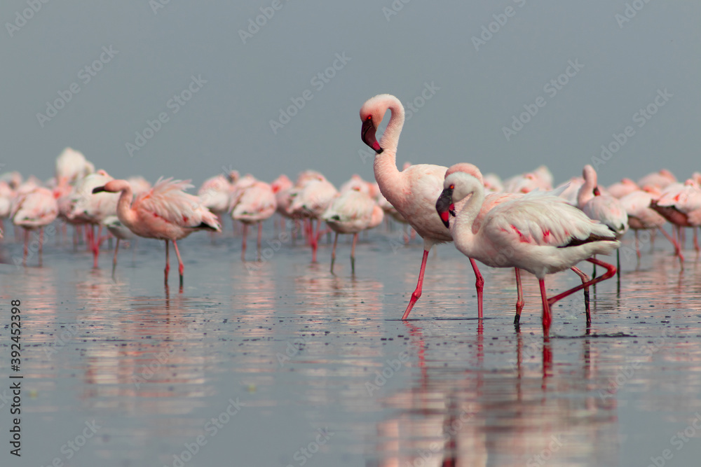 Fototapeta premium Close up of beautiful African flamingos that are standing in still water with reflection.