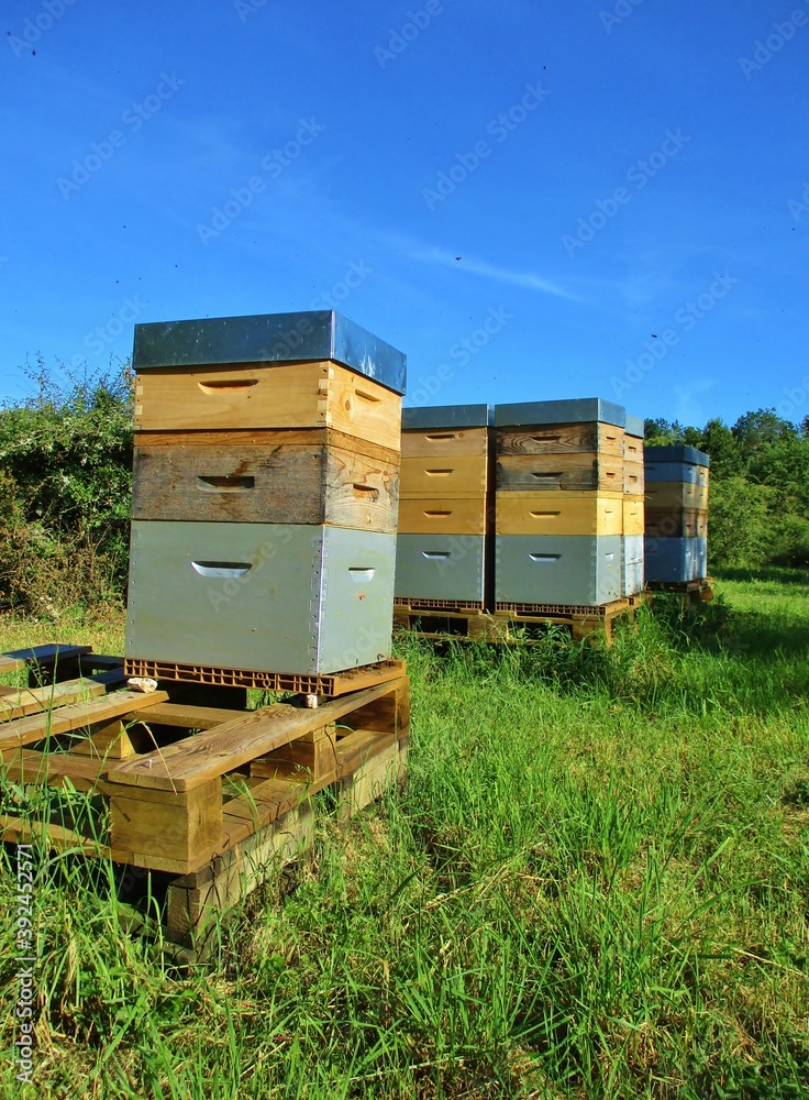 Apiary in a glade Apiary in a glade
